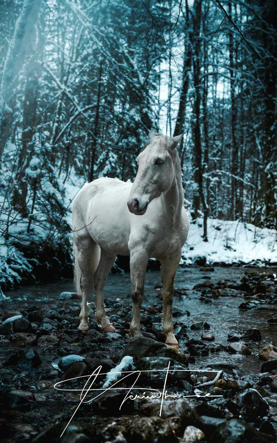un cheval de Camargue se promener dans une rivière