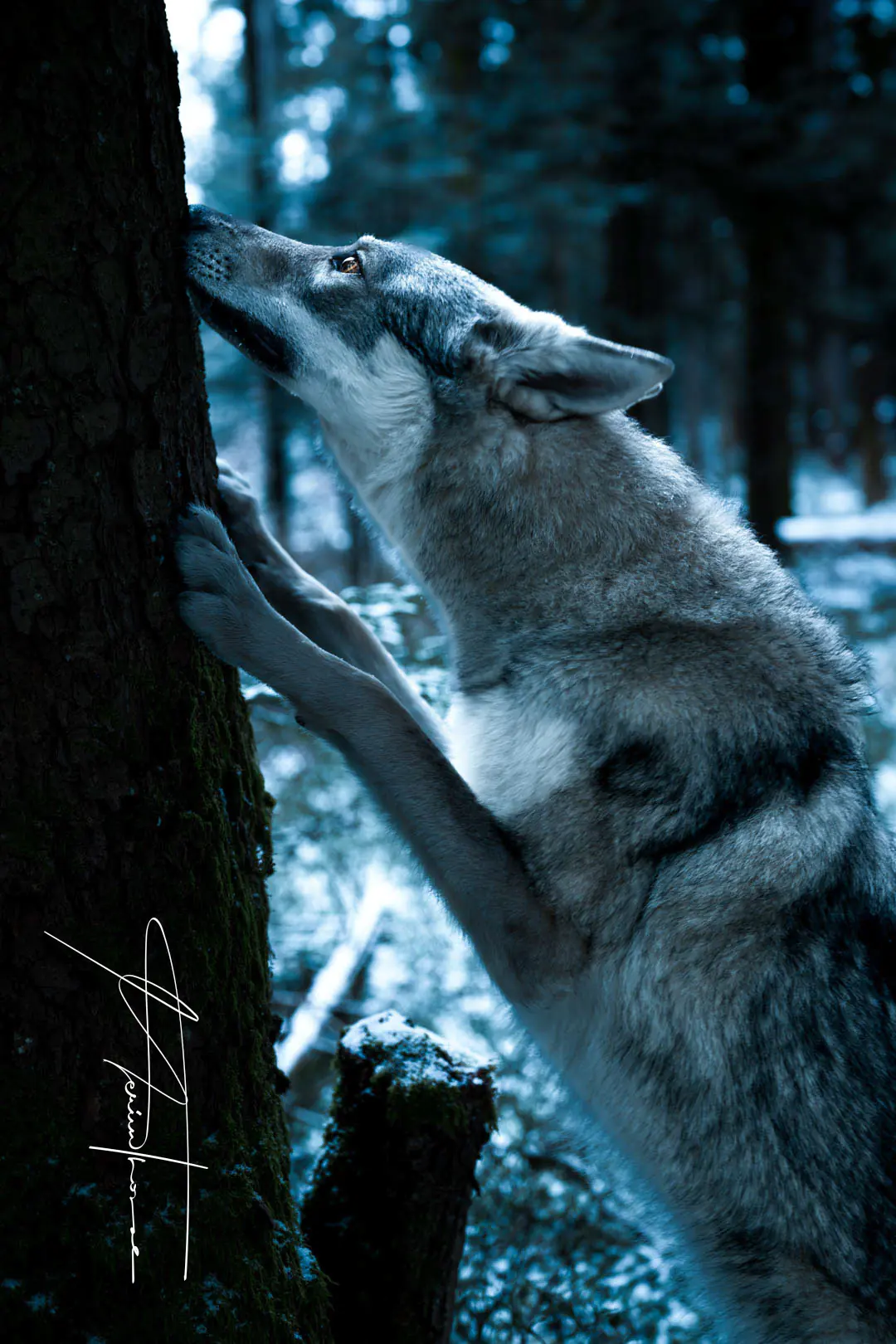 une promenade au bord du lac avec mon chien