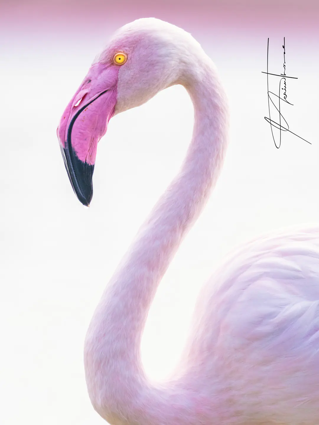 un vent doux de Camargue