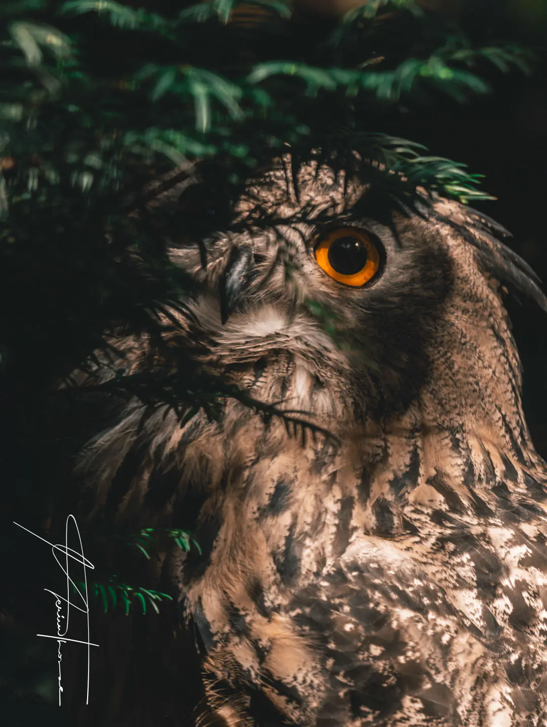 un hibou grand duc, se cache dans la peine ombre.