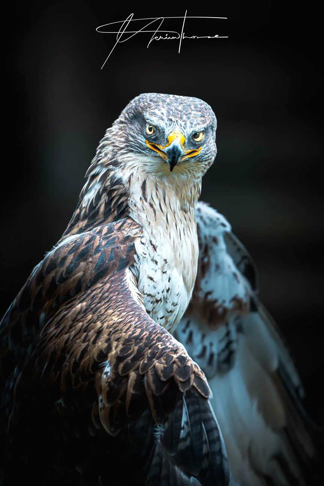un labrador bave sur sa maîtresse