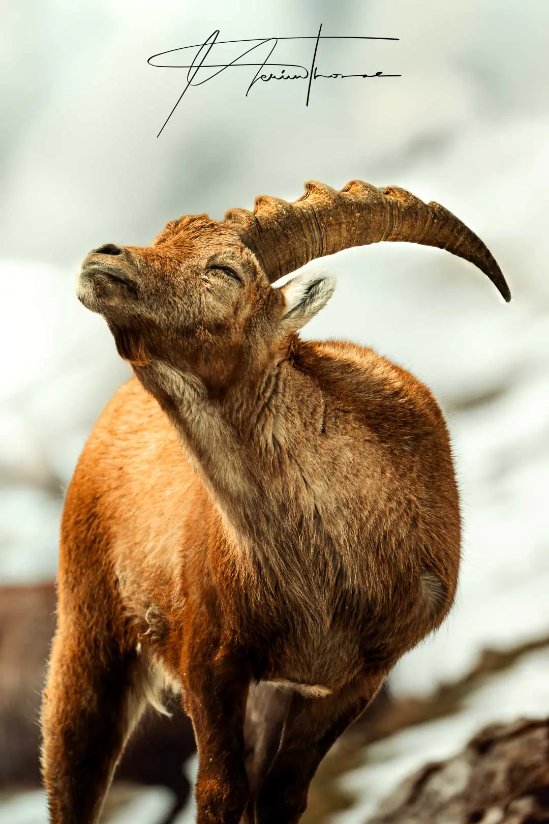 un bouquetin se gratte le dos avec sa corne.