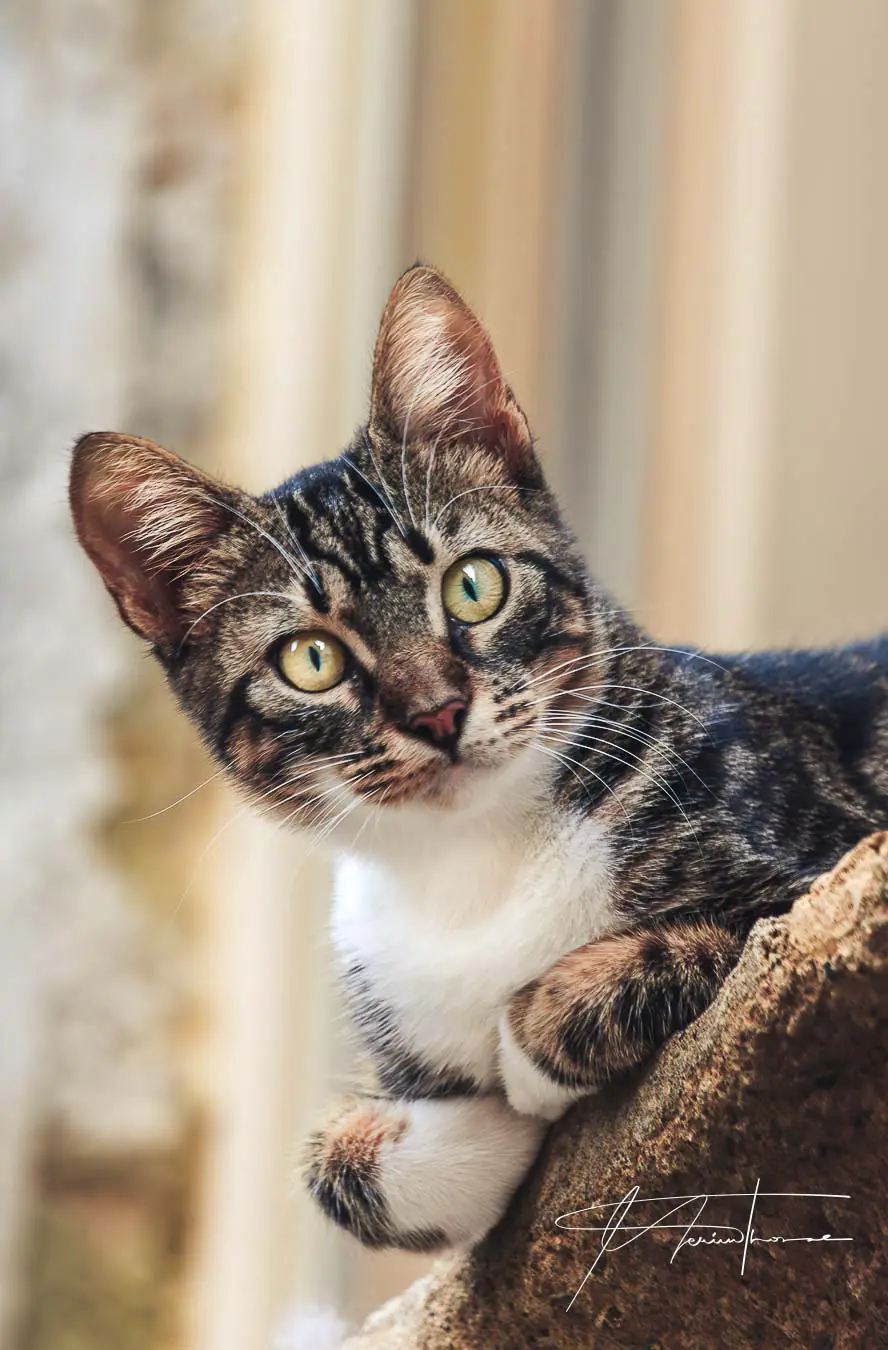 un chat observe depuis son balcon