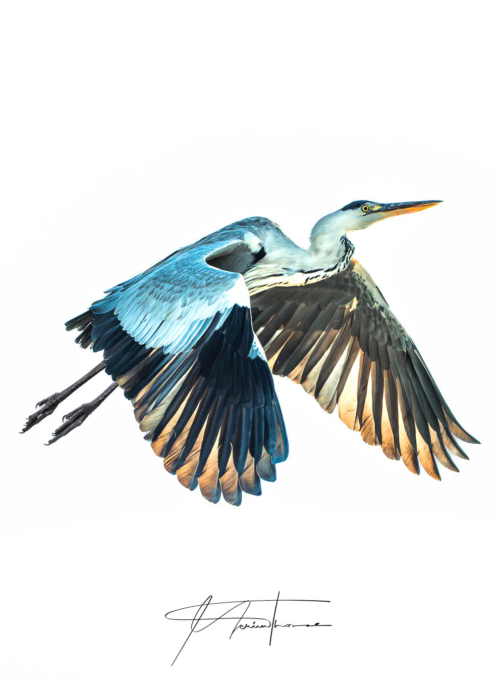 un héron cendrée en plein vol