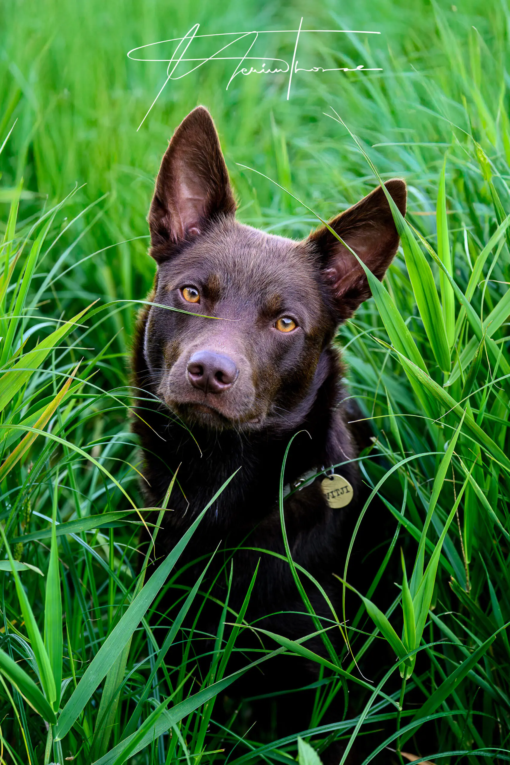 chien pris en photographie dans des hautes herbes