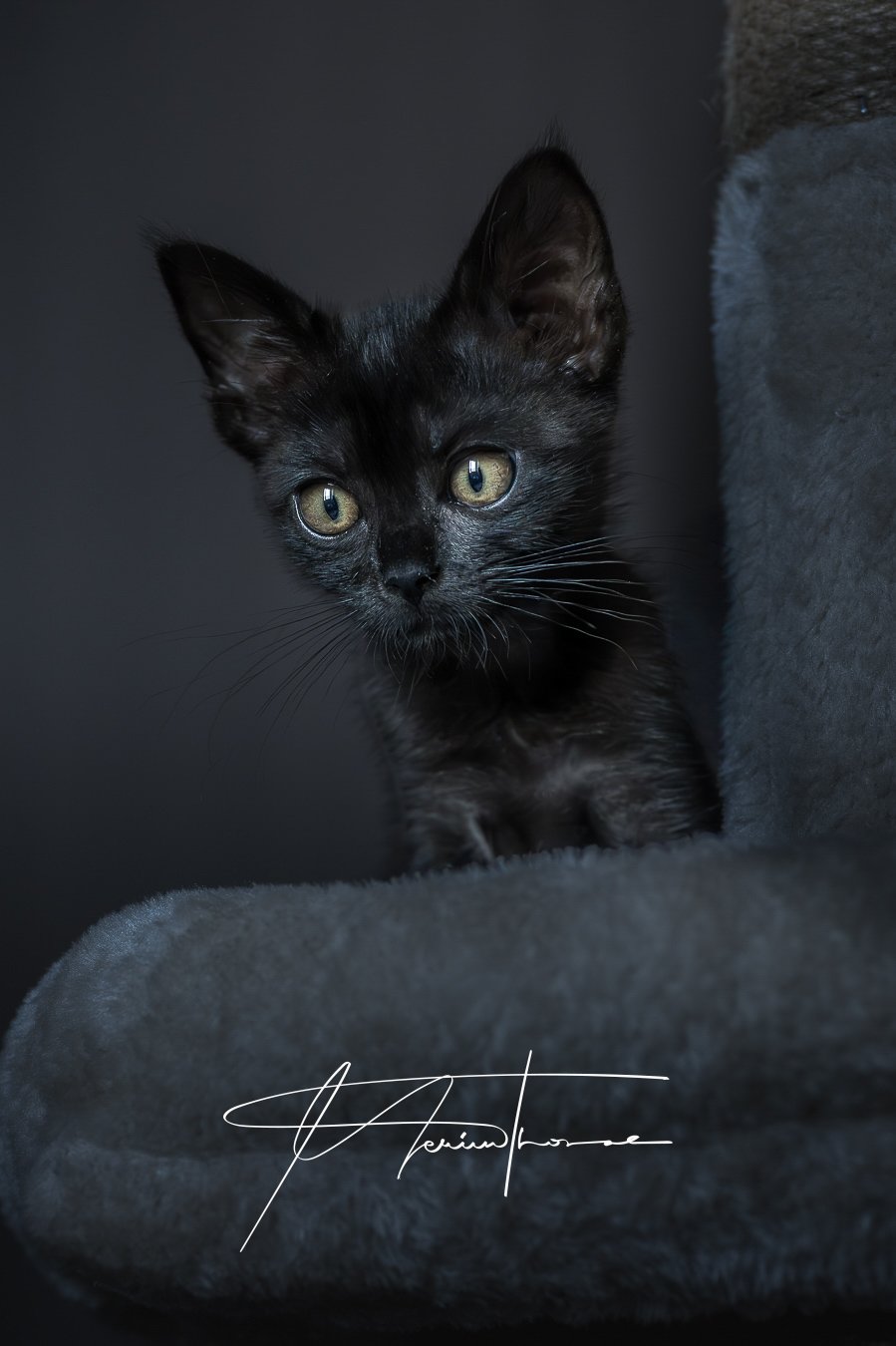 chat observe les corbeaux