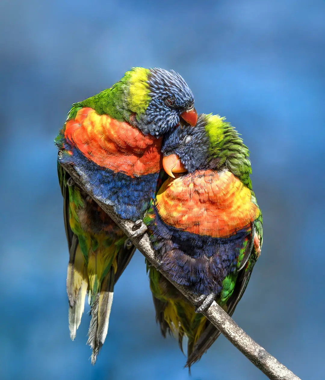 deux oiseaux qui se font un câlin sur une branche